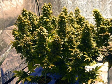 indica flowers full videos|IndicaFlower .